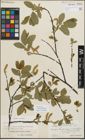 Foto von Salix myrsinifolia Salisb.